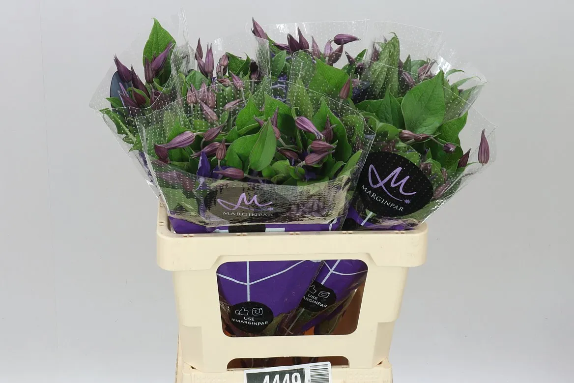 Clematis Blue Pirouette • 60 cm