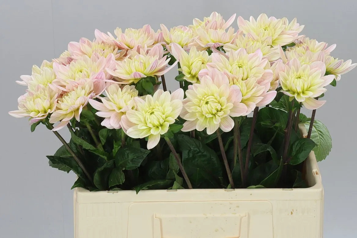Dahlia Diana's Memory • 60 cm