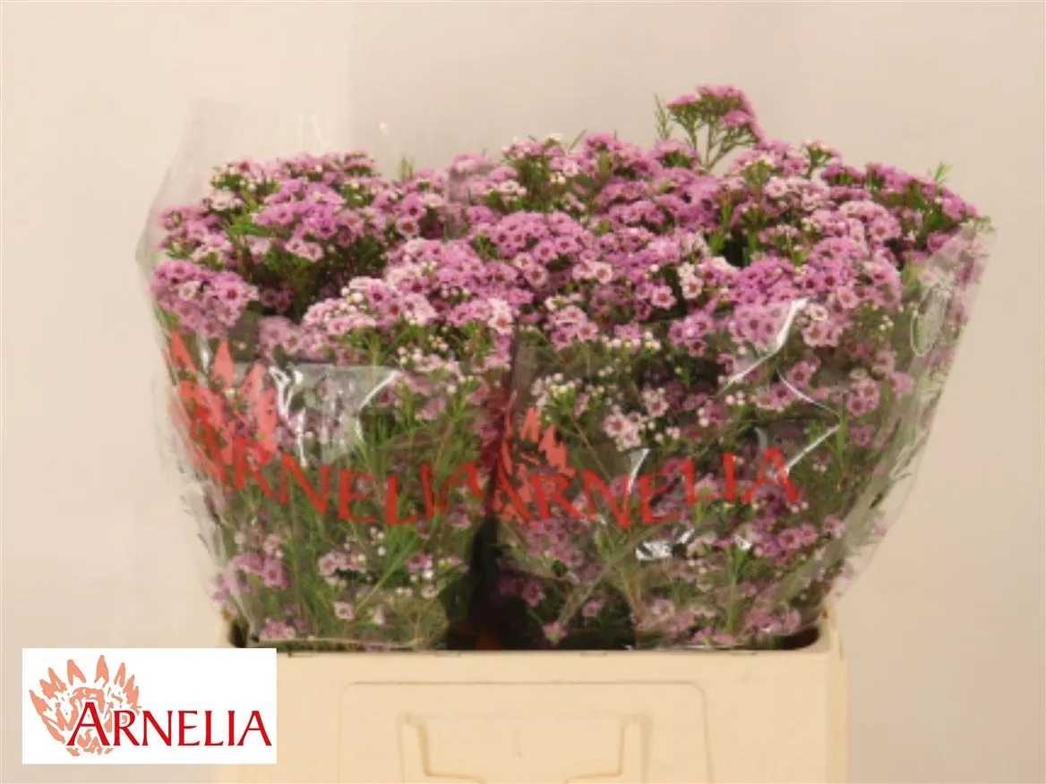 Voskovka Giselle • 60 cm