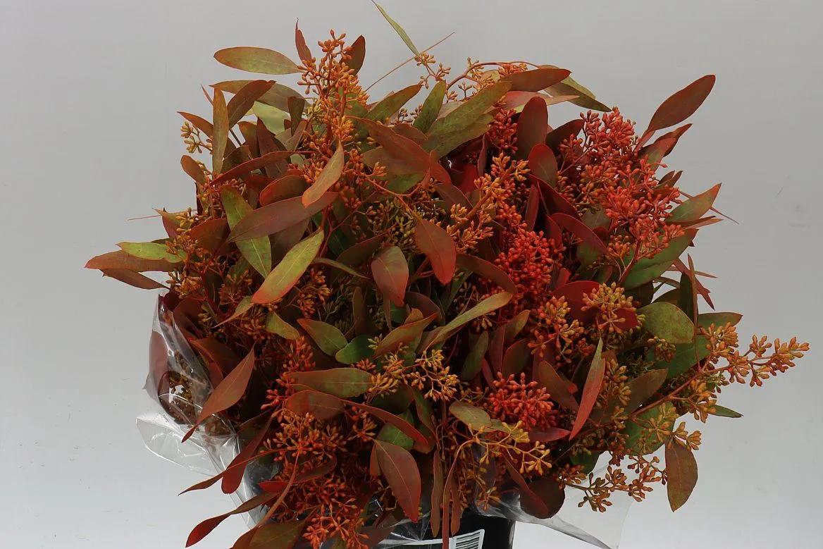 Populus Berries Autumn Short • 50 cm
