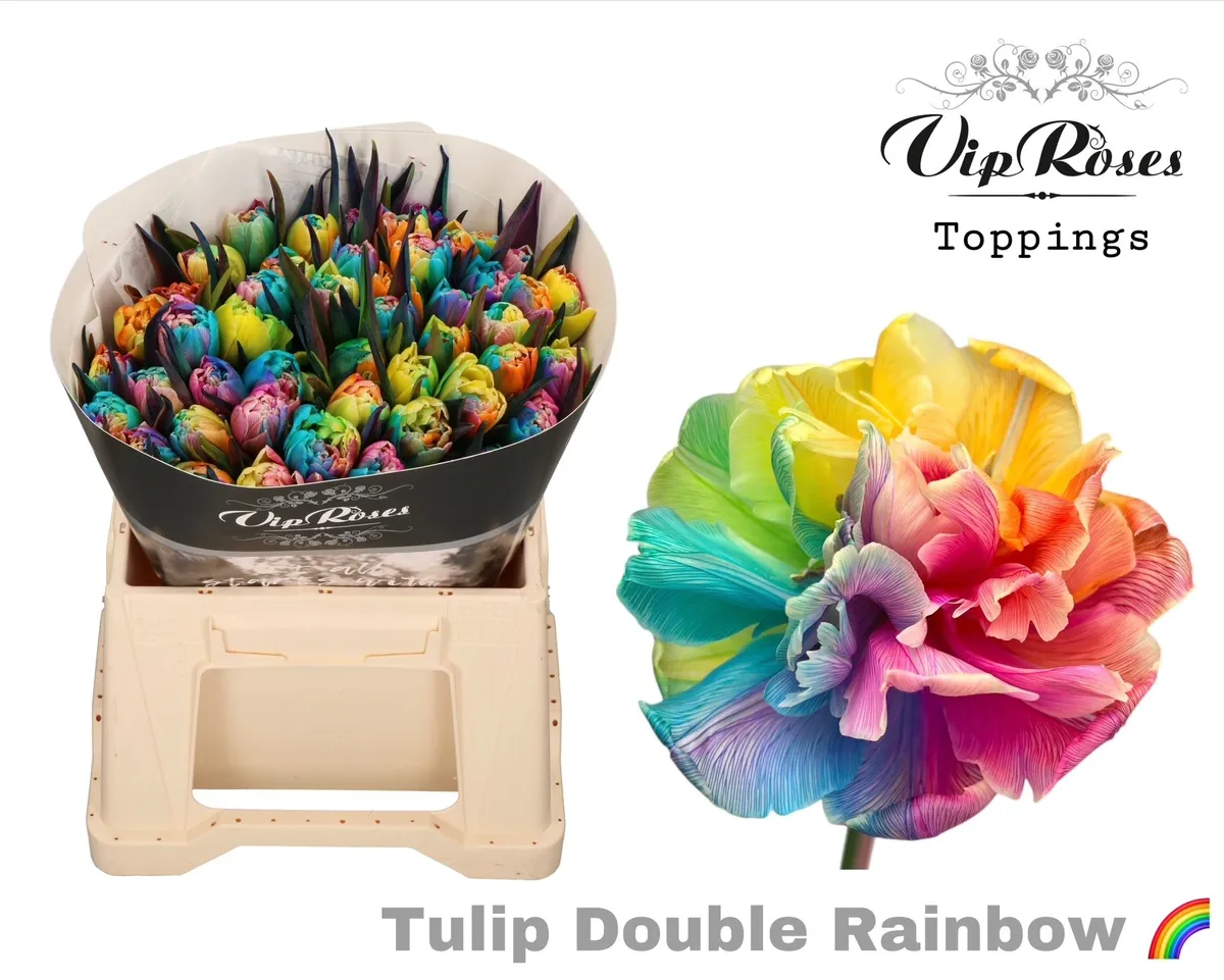 Tu Du Double Rainbow • 38 cm