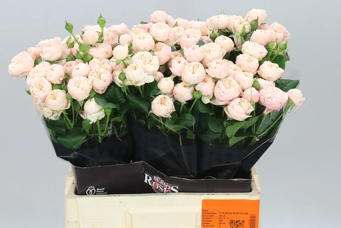 Rosa Tr Royal Blush X5 • 60 cm