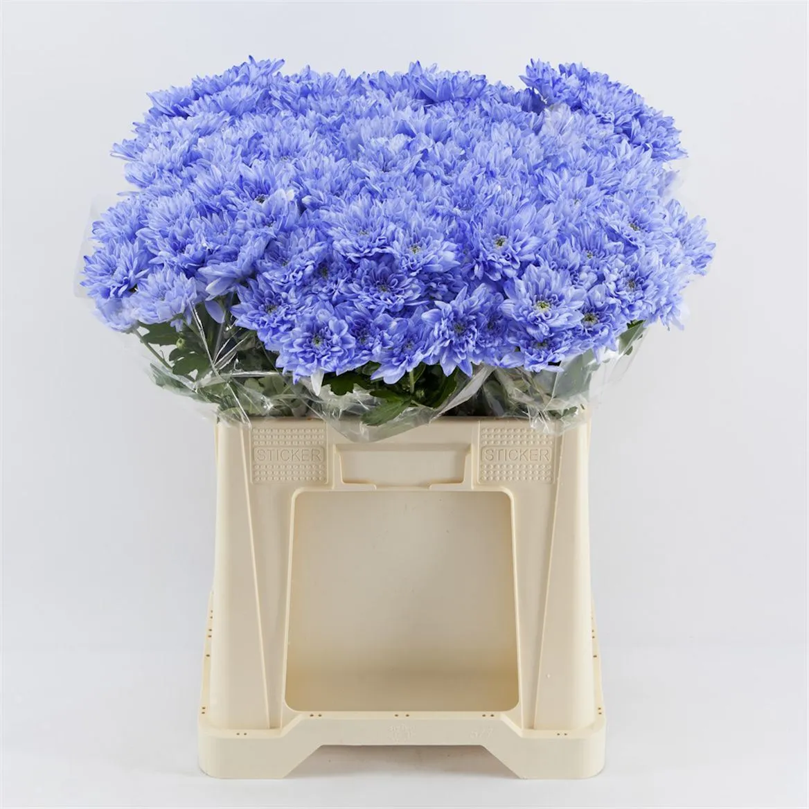 Chryzantéma trsová Baltica Lilac • 70 cm