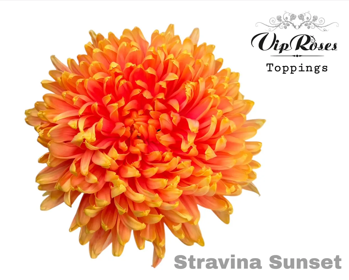 Chryzantéma veľkokvetá Stravina Sunset • 65 cm