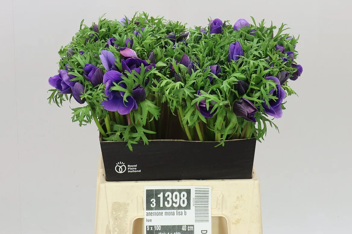 Sasanka Mona Lisa Blue • 40 cm