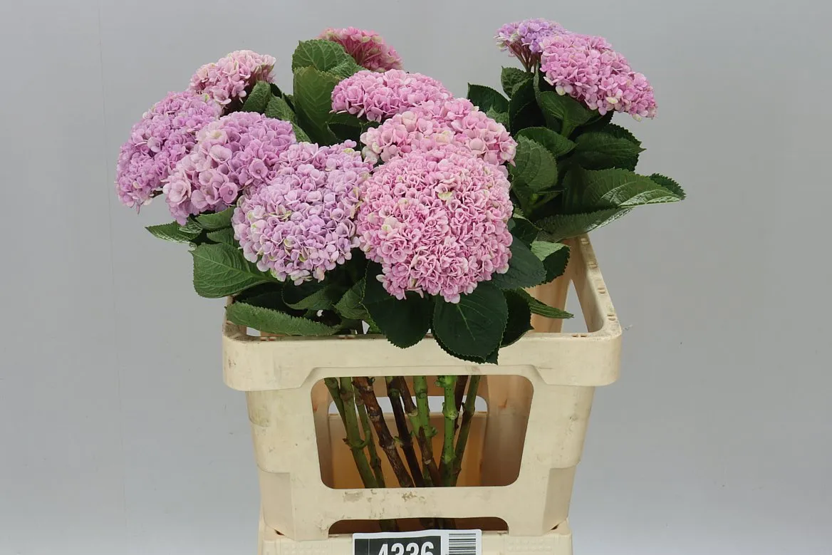 Hyd Revolution Pink • 60 cm