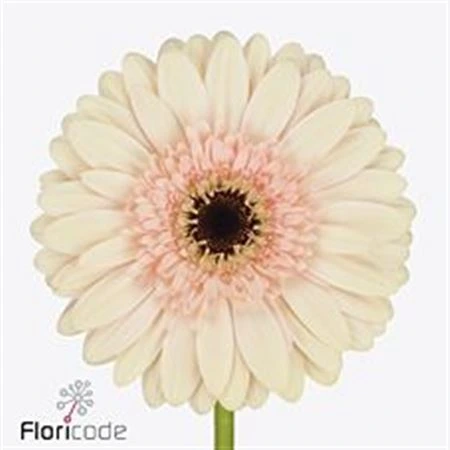 Gerbera Cafe Del Mar • 45 cm