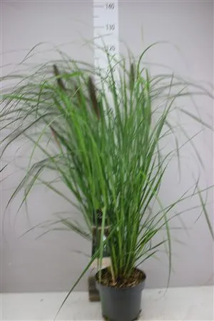 Pennisetum Alop Dark • črepník 23 cm