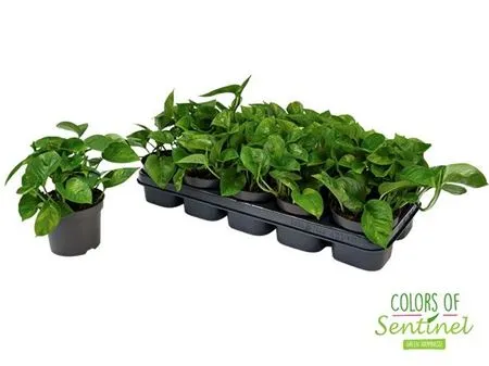 Epipremnum Global Green • črepník 12 cm