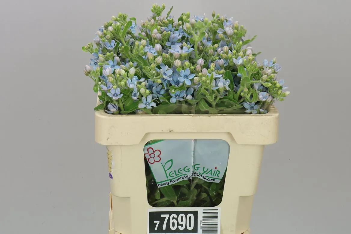 Oxypetalum Coeruleum • 50 cm