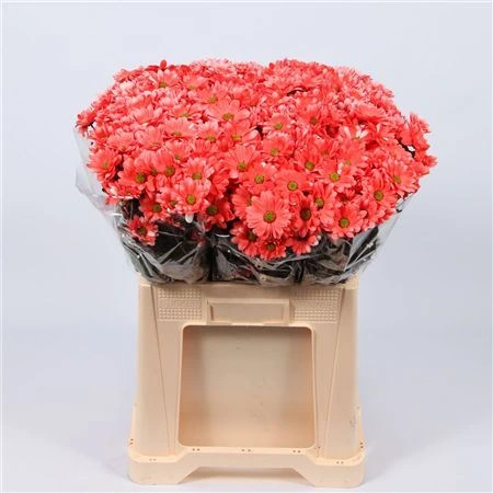 Chryzantéma trsová Chic Pink • 70 cm