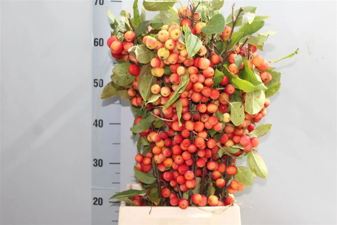 Malus • 60 cm