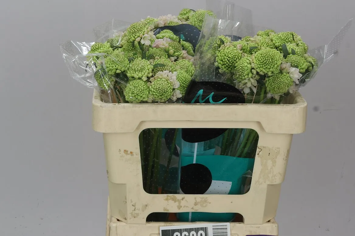 Scabiosa Atr French Vanilla Scoop • 50 cm