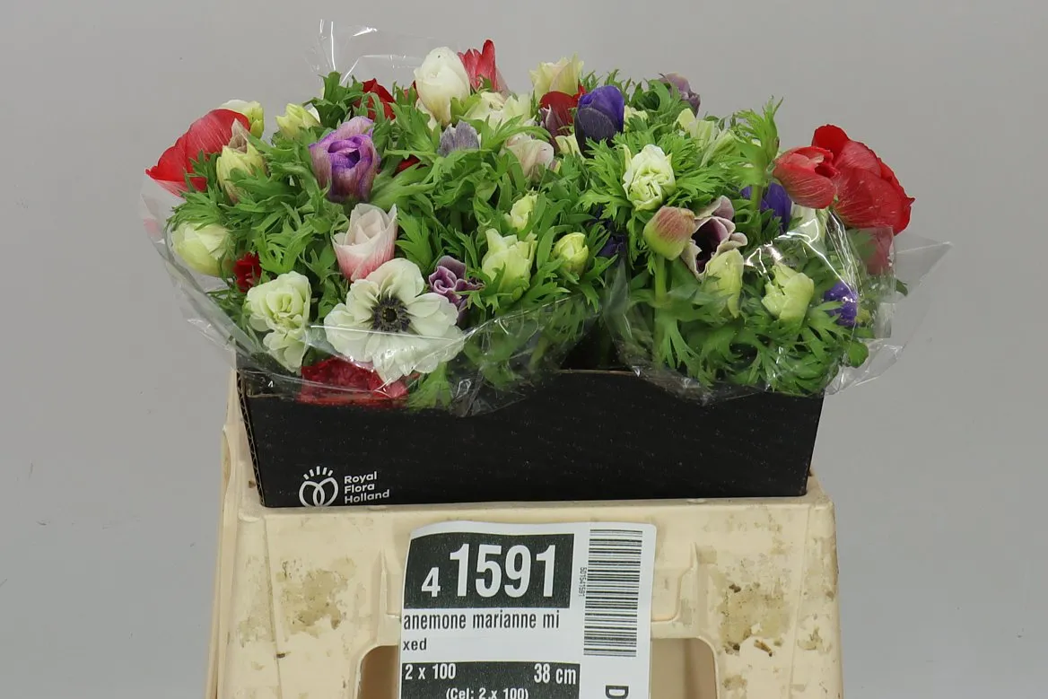 Sasanka Marianne mix • 38 cm