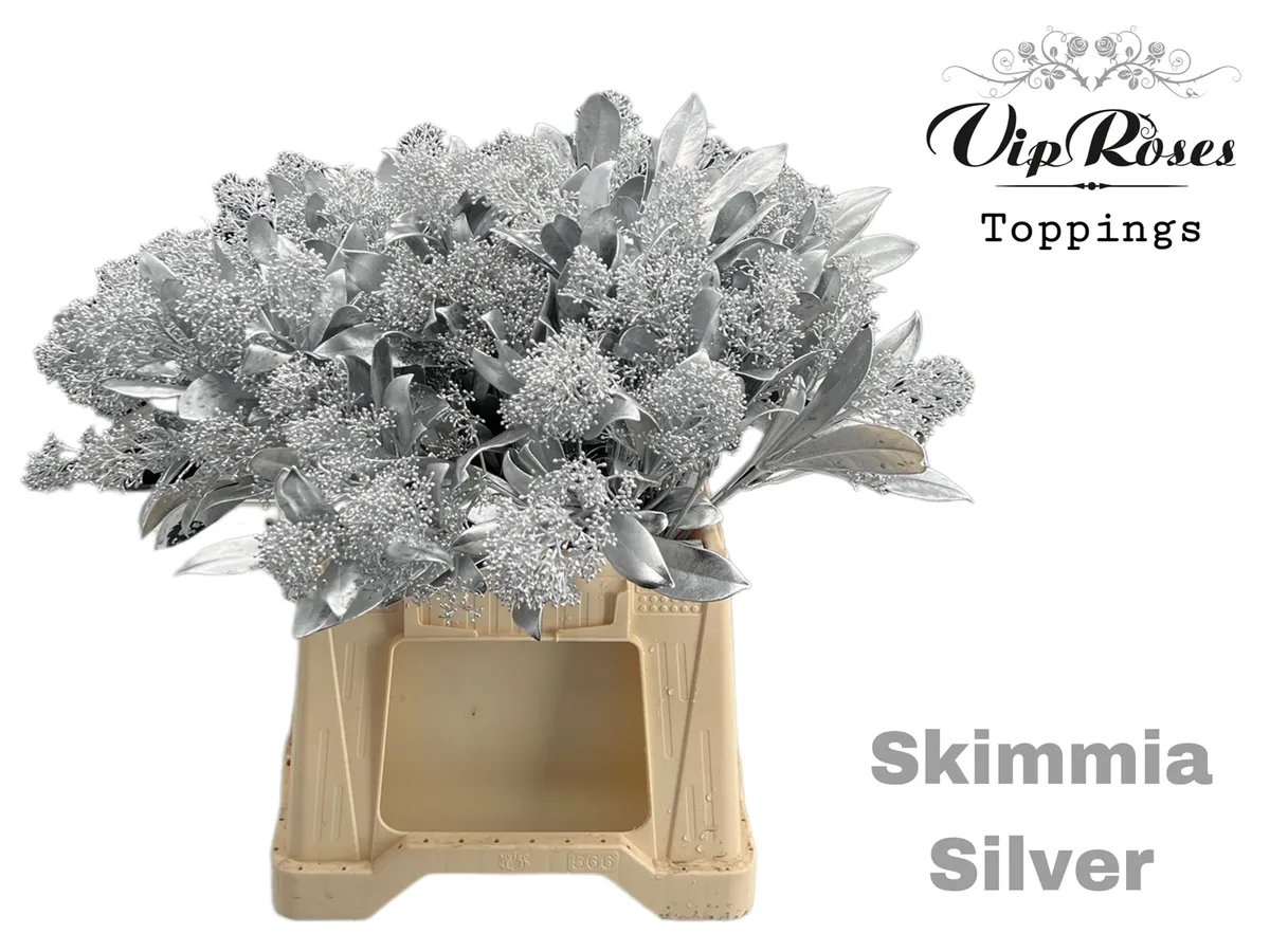 Skimmia Silver • 45 cm