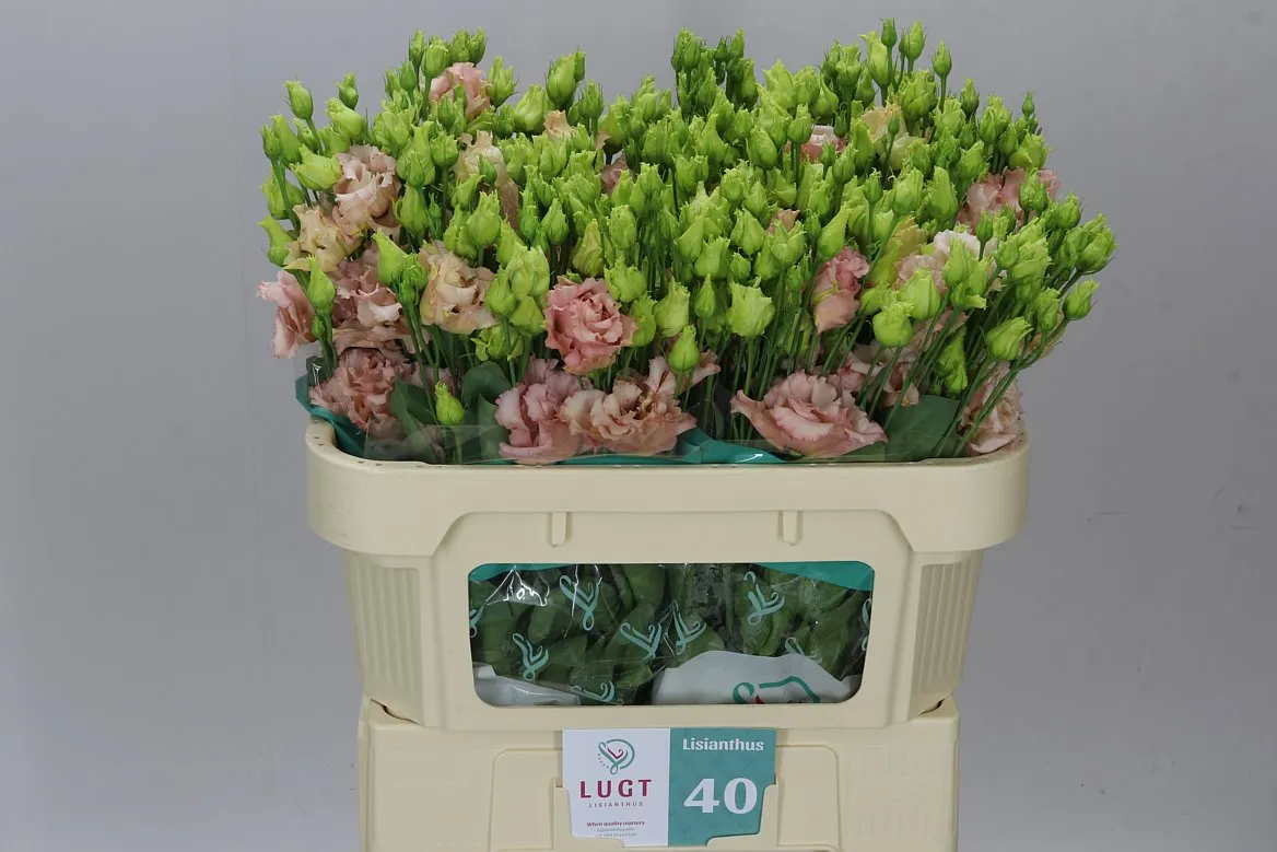 Eust Du Alissa L Apricot X50 • 72 cm