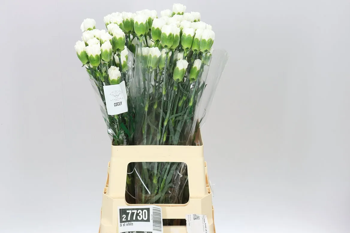 Karafiát White • 70 cm