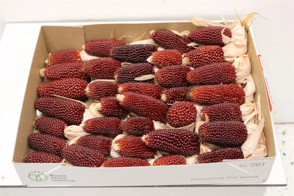 Zea Mays Strawberry