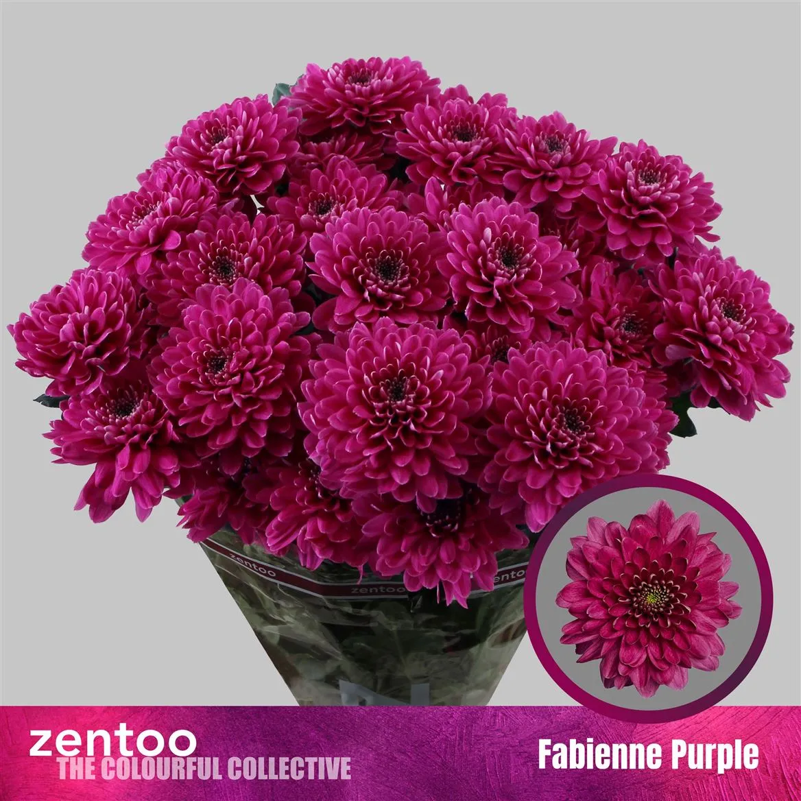 Chryzantéma trsová Fabienne Purple • 70 cm