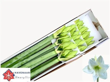 Amarylis Albarino • 75 cm