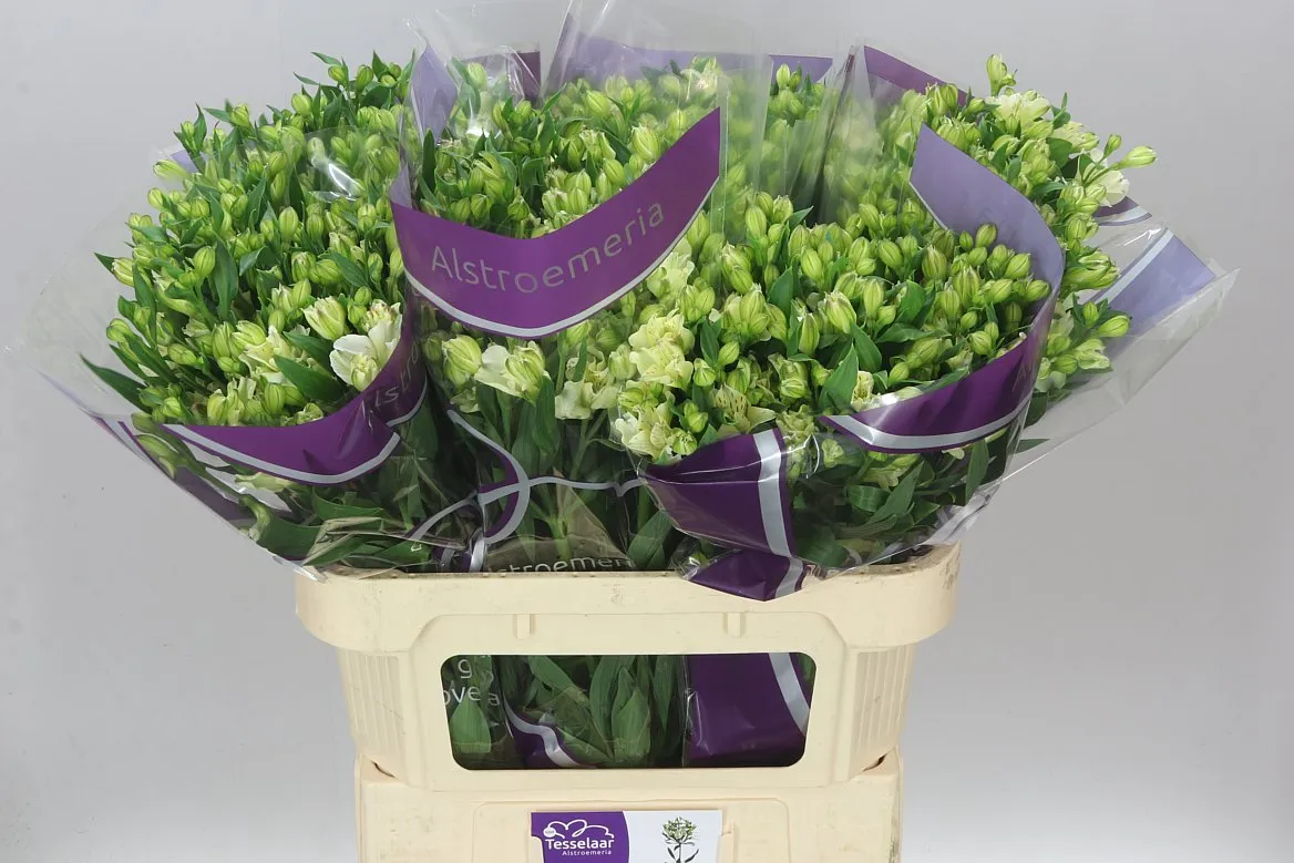 Alstroméria Charm Pinot • 75 cm
