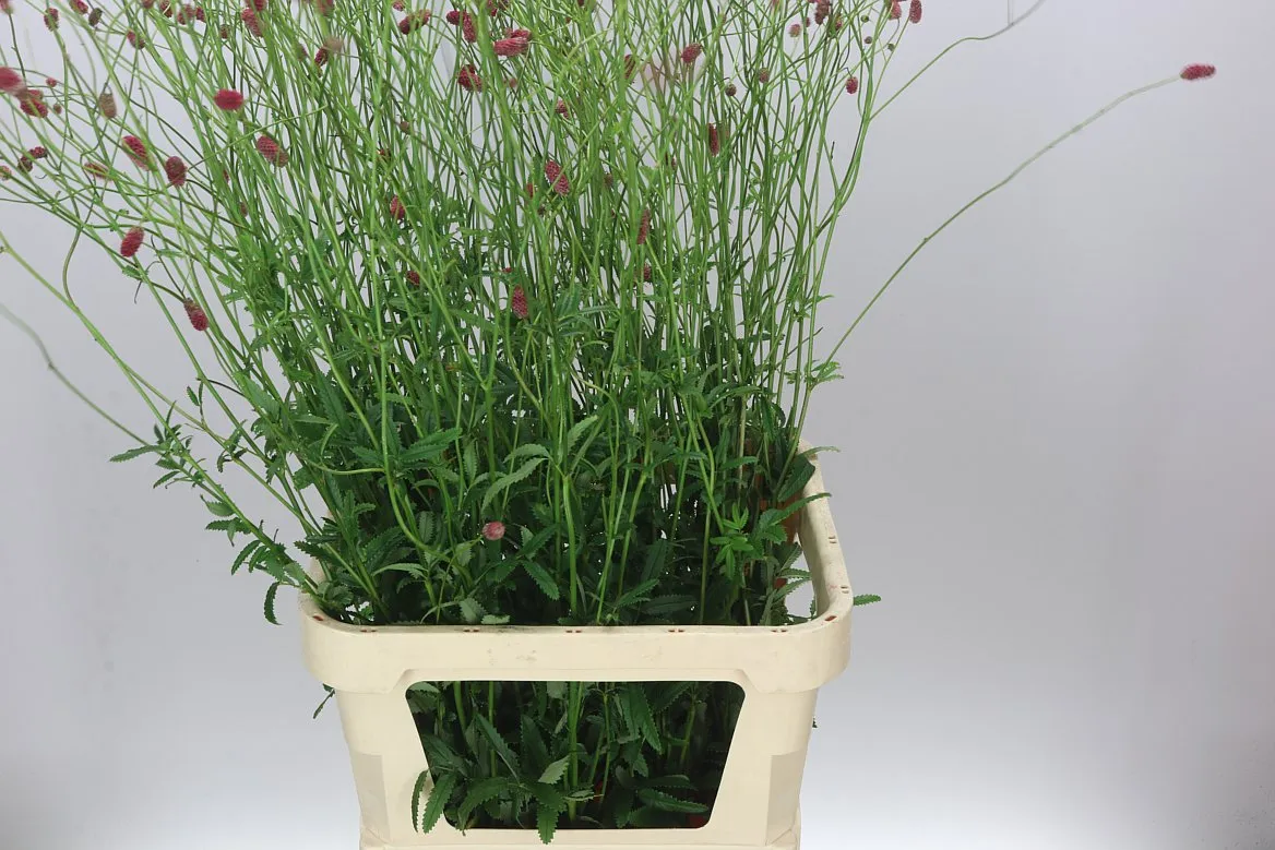 Sanguisorba Off Arnhem • 110 cm