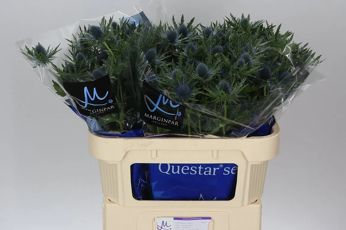 Eryngium Aqua • 70 cm