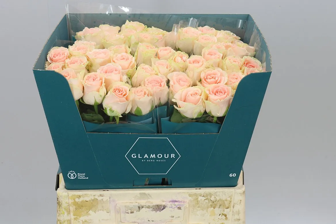 Rosa Gr Doris Day • 60 cm