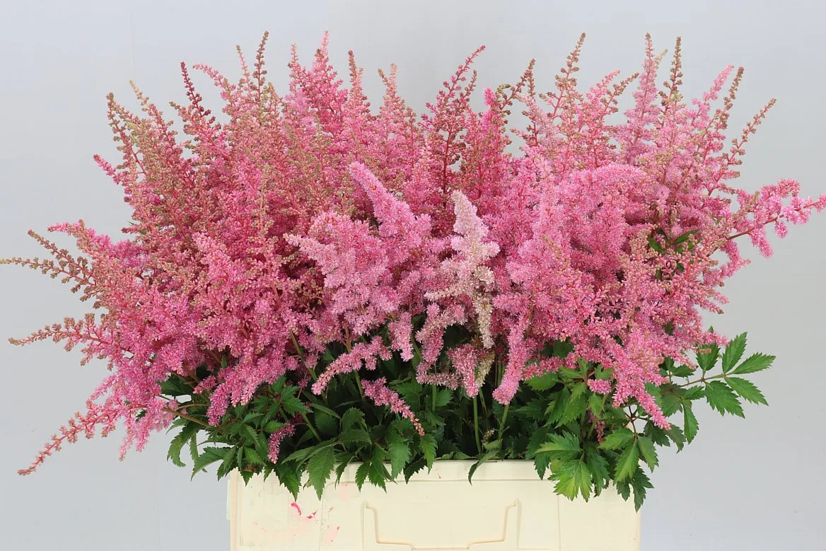 Astilbe Cattleya • 70 cm