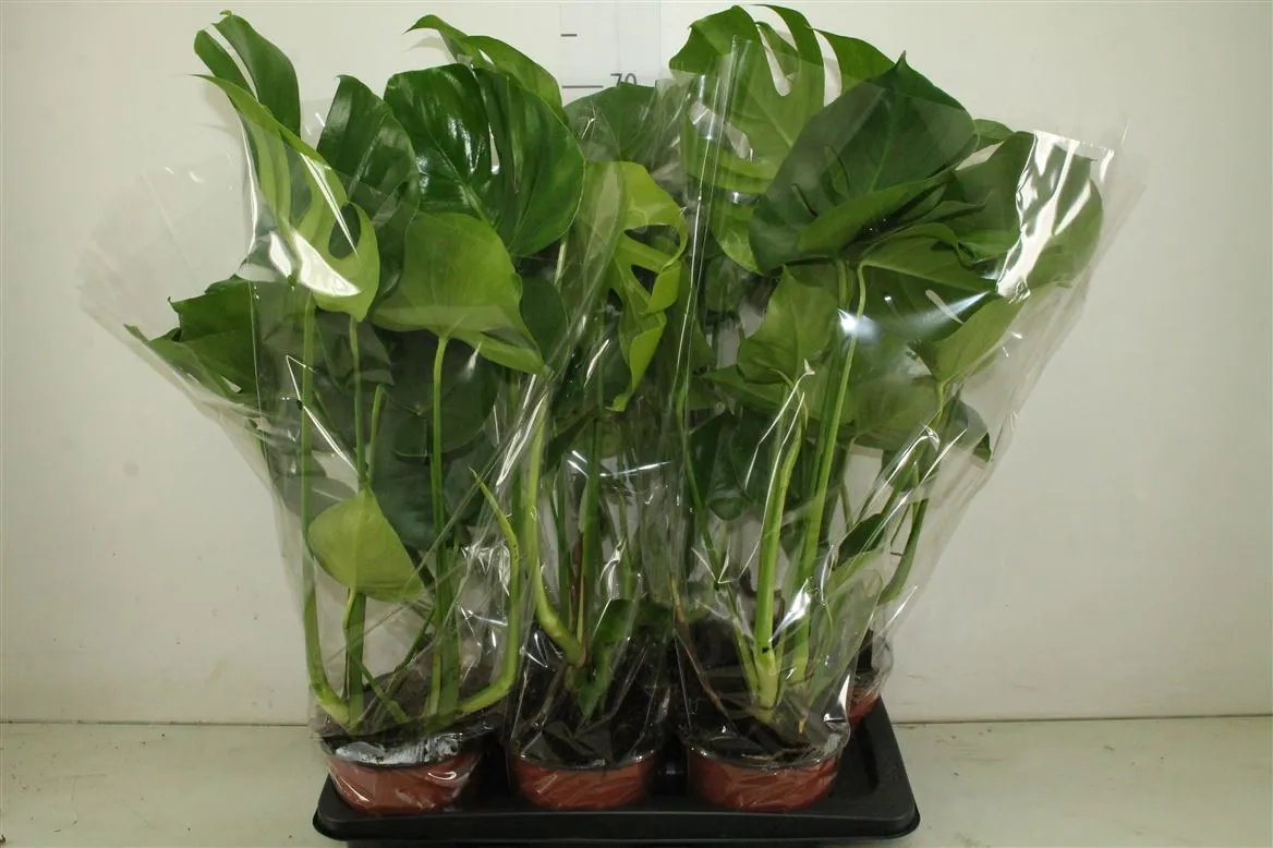 Monstera Deliciosa • črepník 17 cm