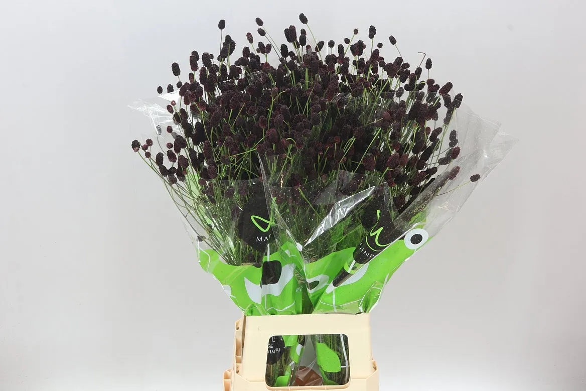 Sanguisorba Of Bl Dream Sel • 80 cm