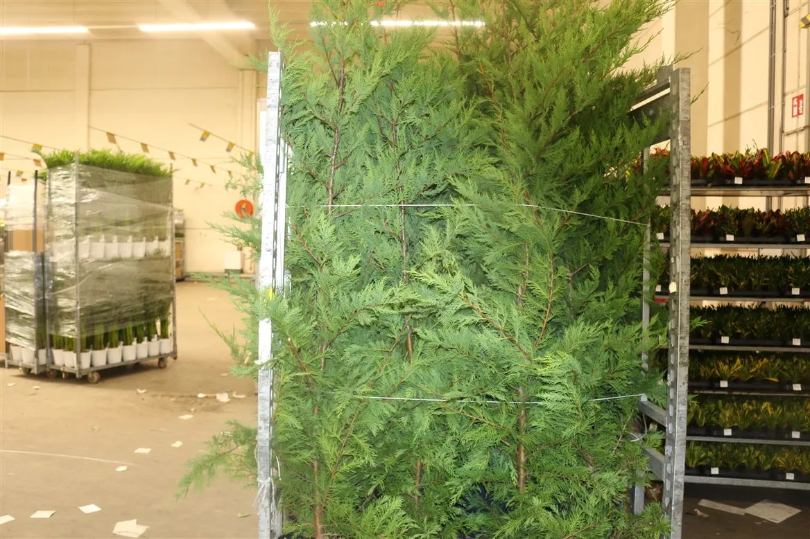 Cupressocyparis Leylandii • črepník 31 cm