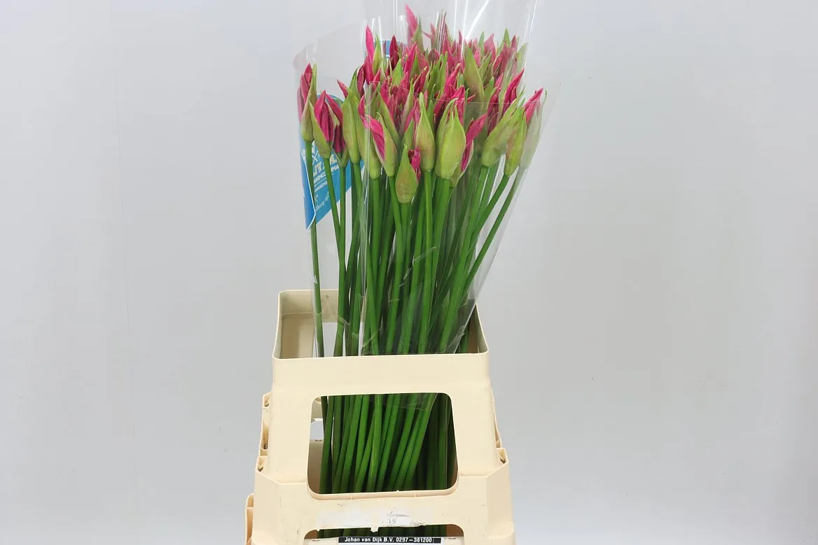 Nerine Bo Favoriet • 70 cm