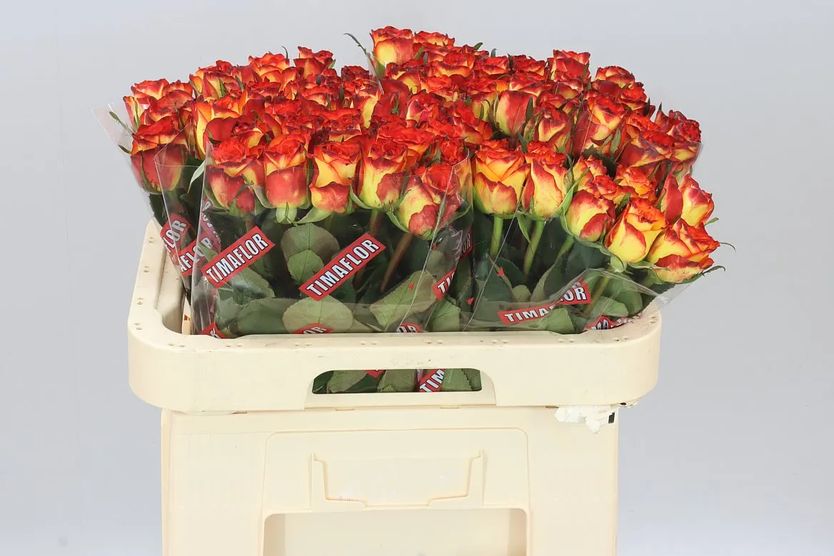 Rosa Gr High & Magic • 60 cm
