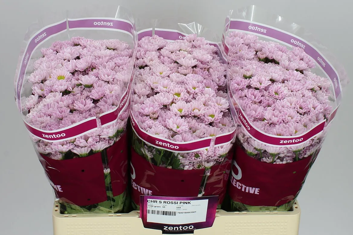 Chryzantéma santini Rossi Pink • 55 cm