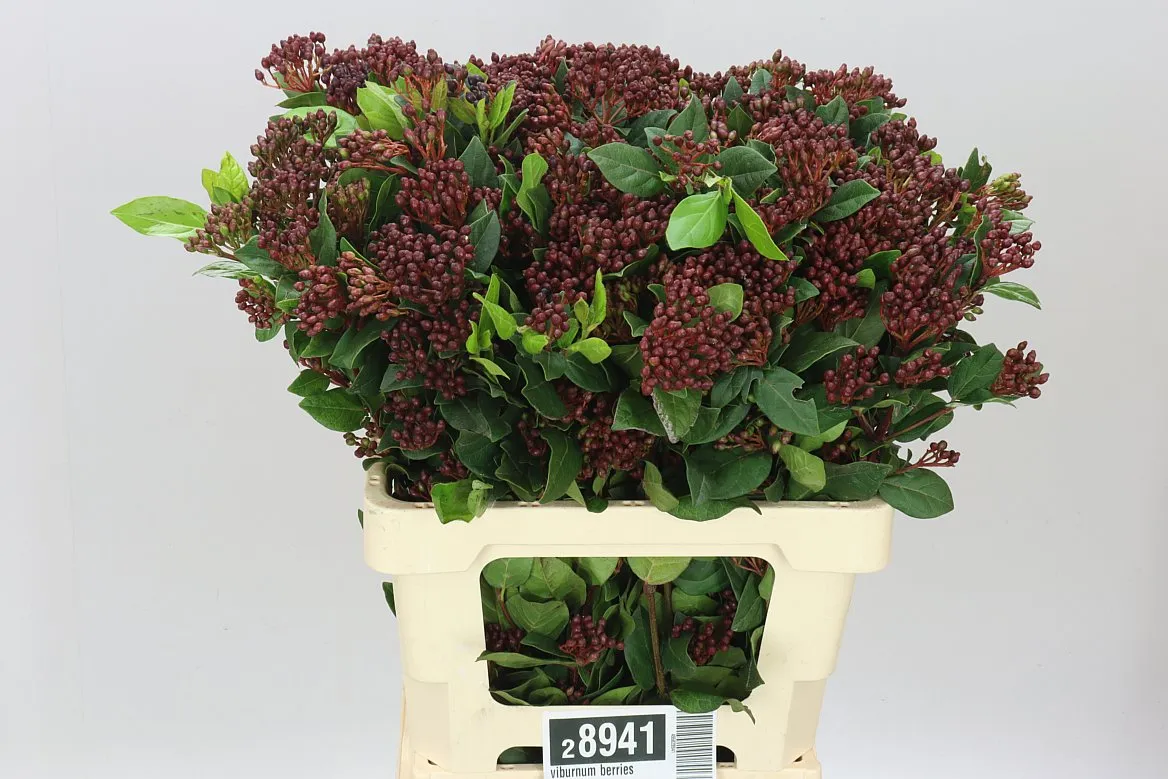 Viburnum Berries Supers • 75 cm