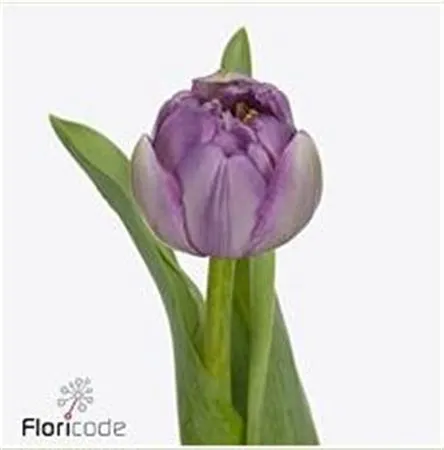 Tulipa Du Saigon Double