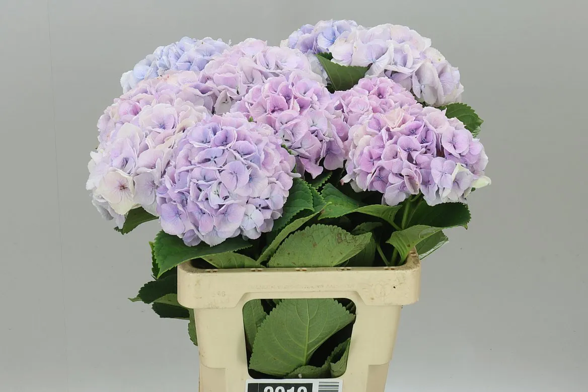 Hyd Surprise • 60 cm