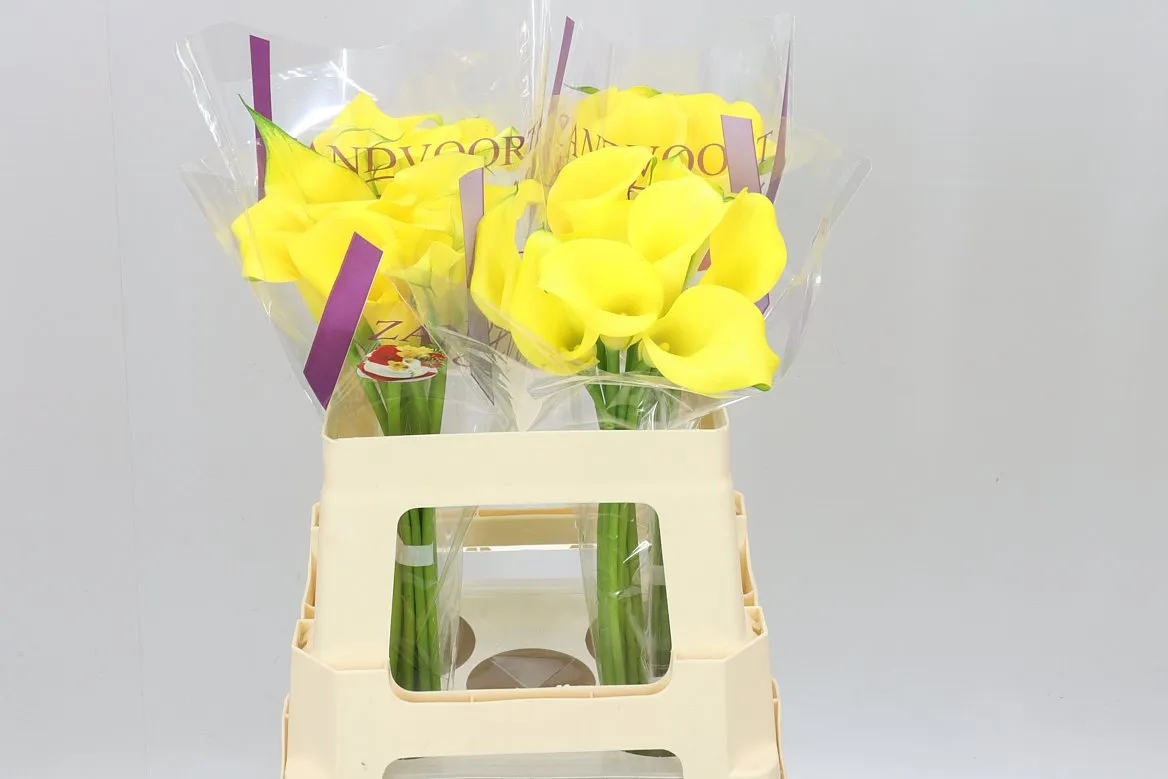 Zant Dutch Gold • 55 cm