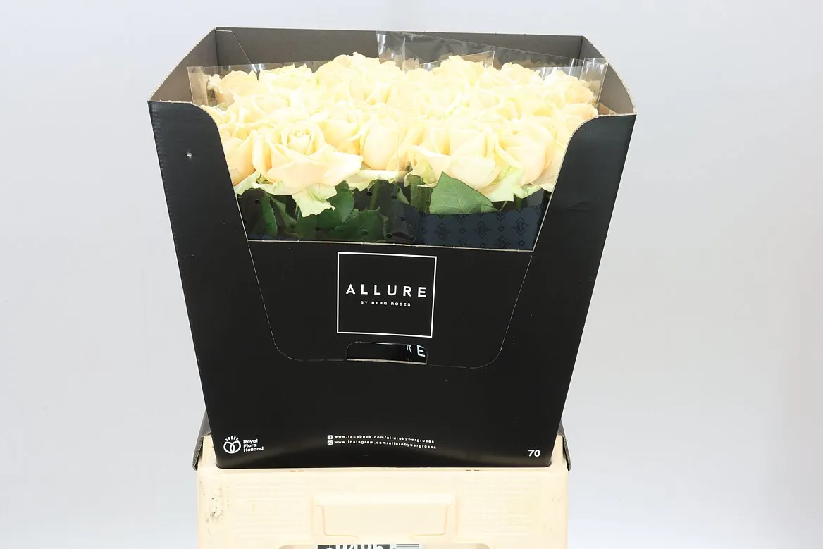 Rosa Gr Avalanche Peach • 70 cm