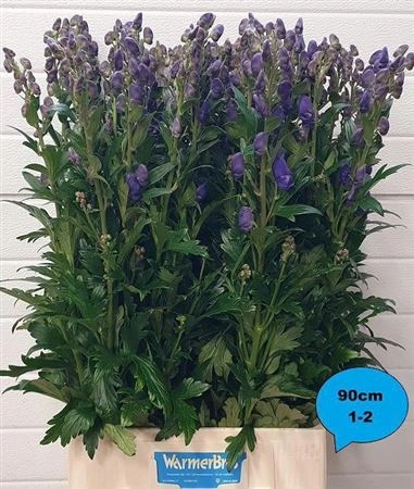 Aconitum Car Arendsii • 90 cm