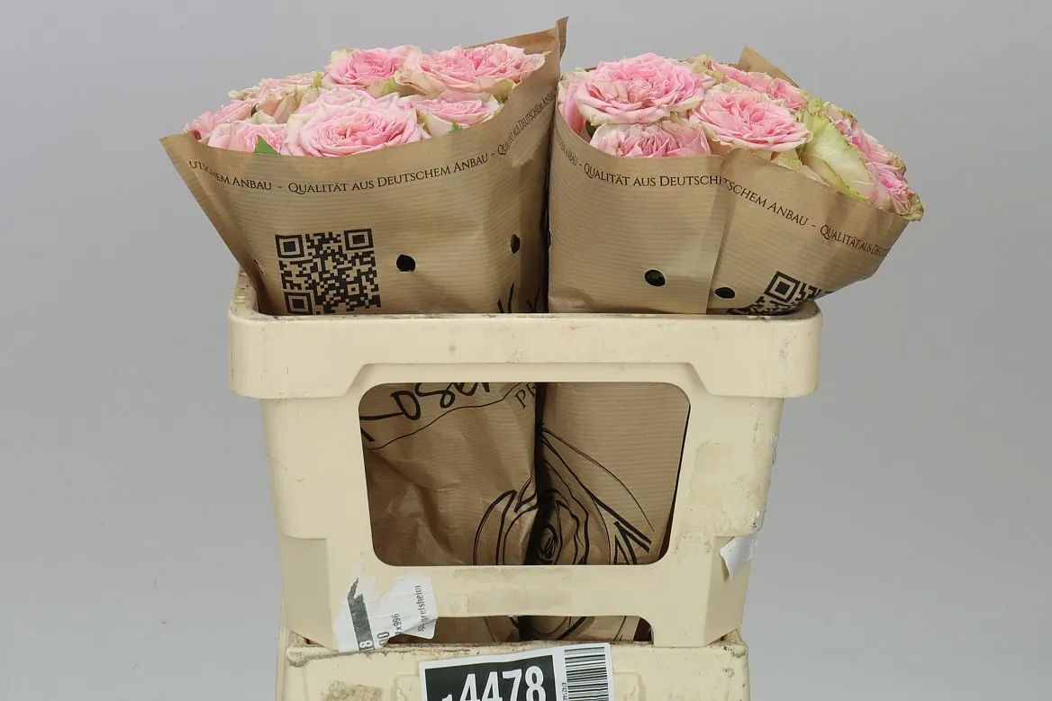 Rosa Gar Lady Jane • 50 cm