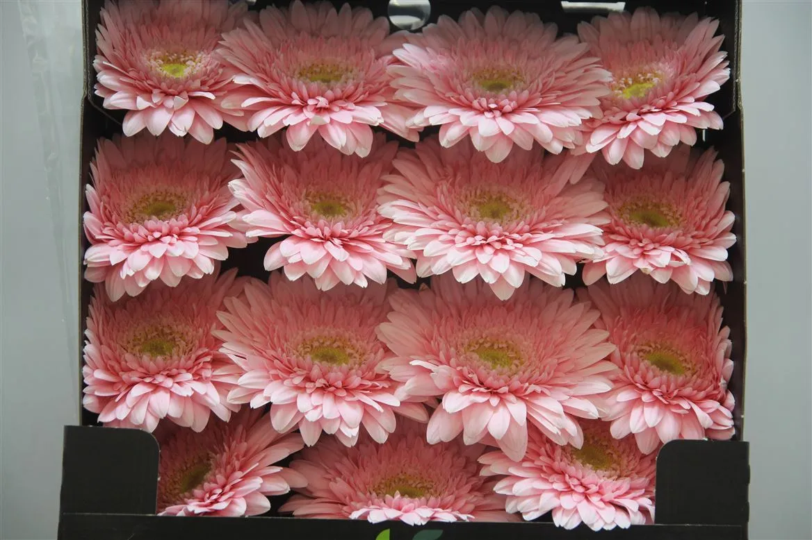 Gerbera Diamond Fem • 55 cm