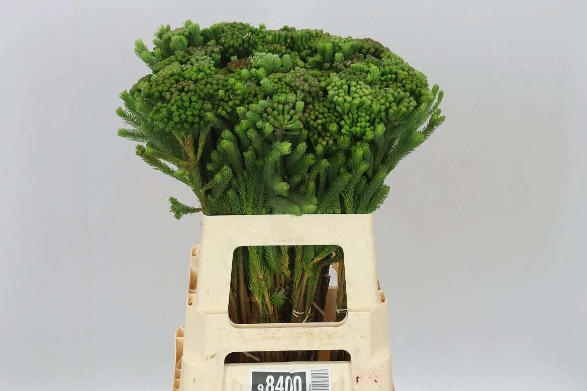 Kaaps Brunia Albigreen • 60 cm
