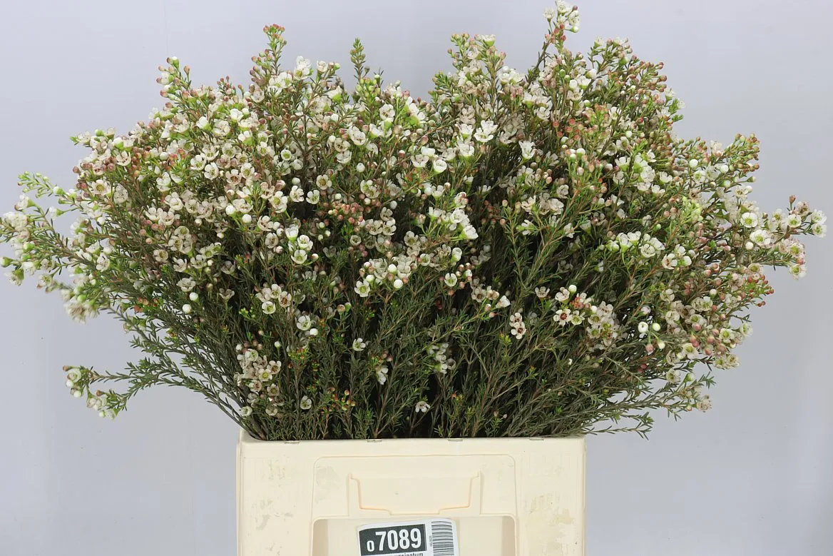 Voskovka Uncinatum Ziv • 70 cm