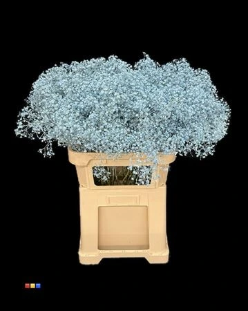 Gypsofila Xlence Light Blue • 80 cm