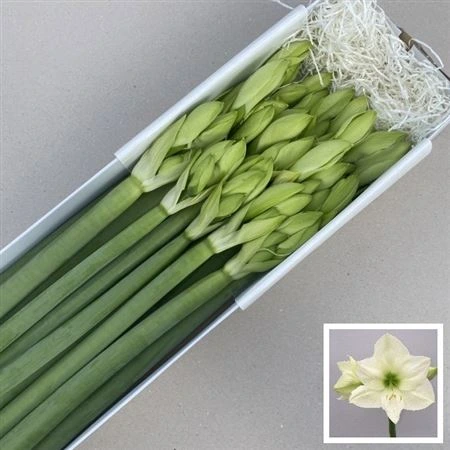Amarylis Casablanca • 75 cm