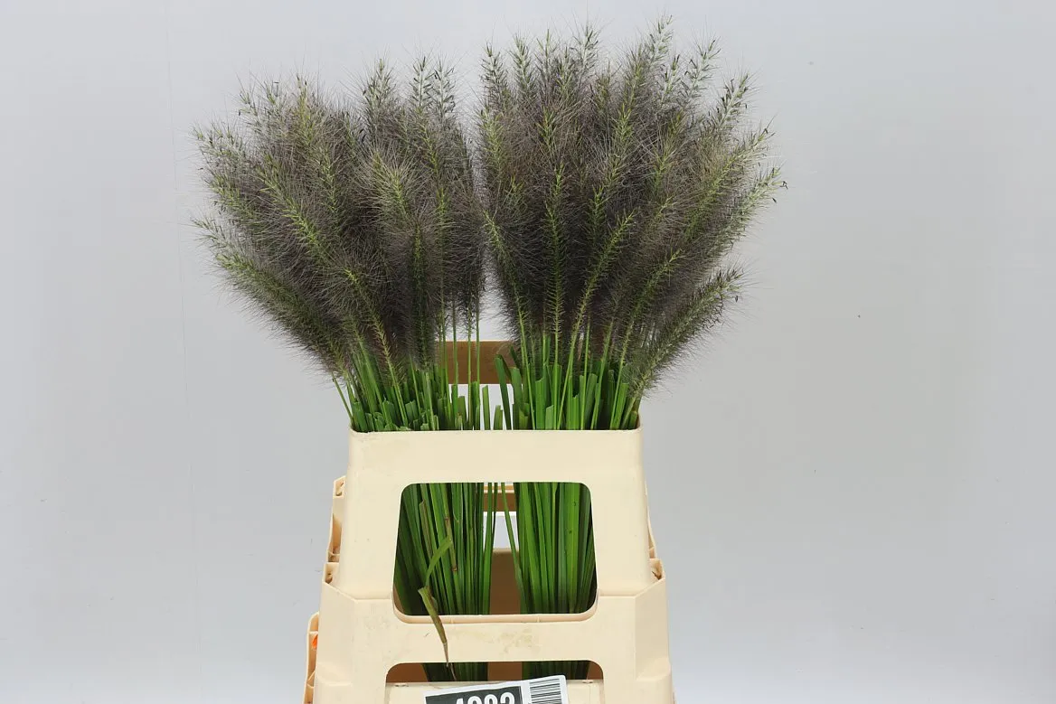 Pennisetum Redhead • 65 cm