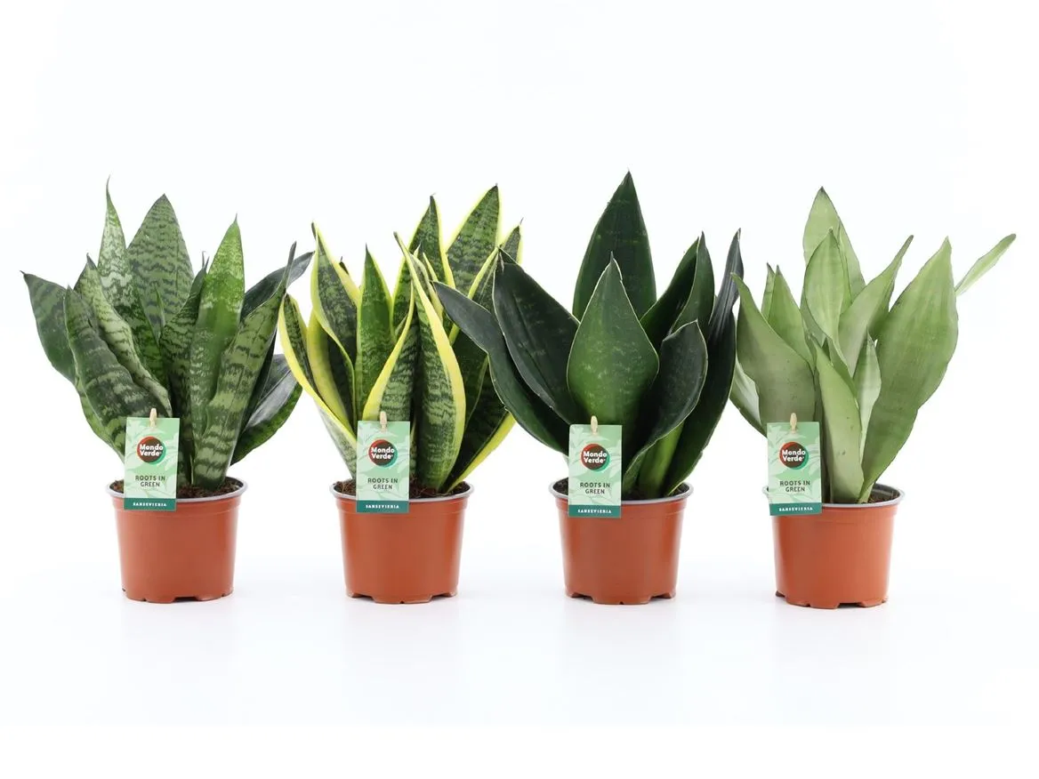 Sansevieria Mix 4 Soorten • črepník 12 cm