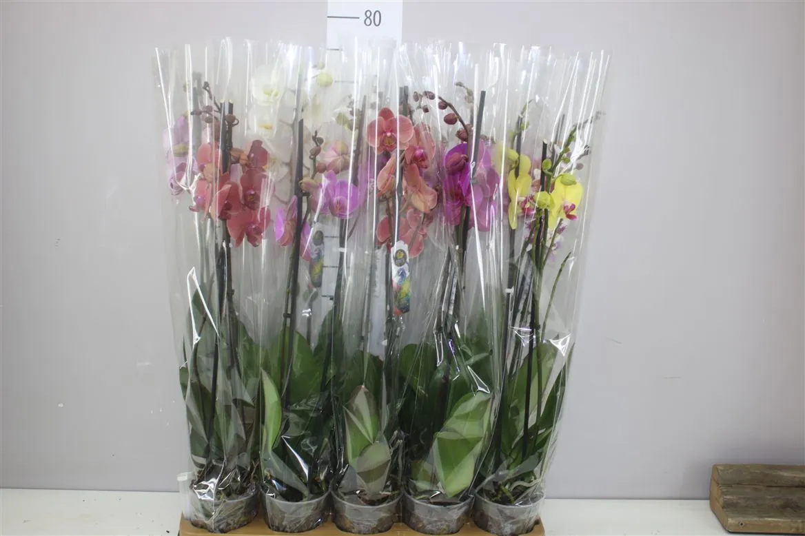 Orchidea Phalaenopsis mix 18+, 2 výhony • črepník 12 cm